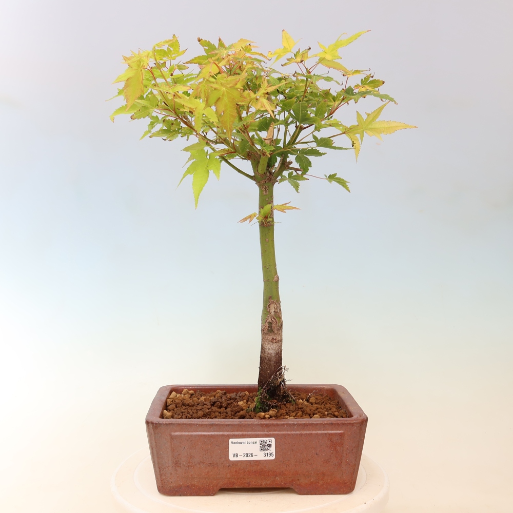 Acer palmatum Aureum - Zlatý javor