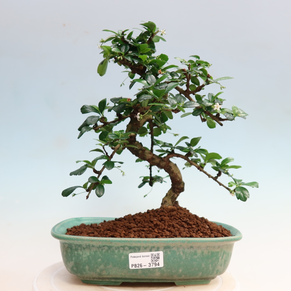 Izbové bonsaje - Carmona macrophylla - Tea fuki