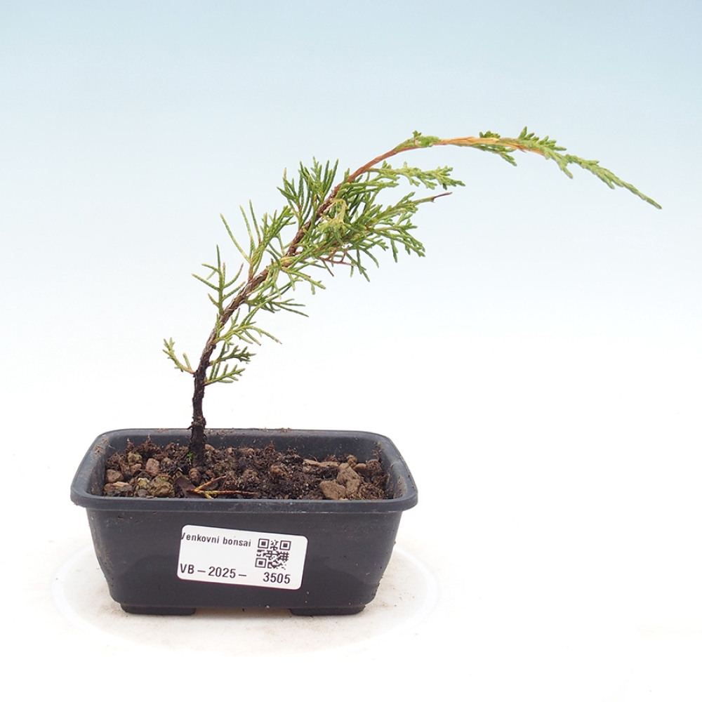 Vonkajší bonsaj - Juniperus chinensis Itoigawa