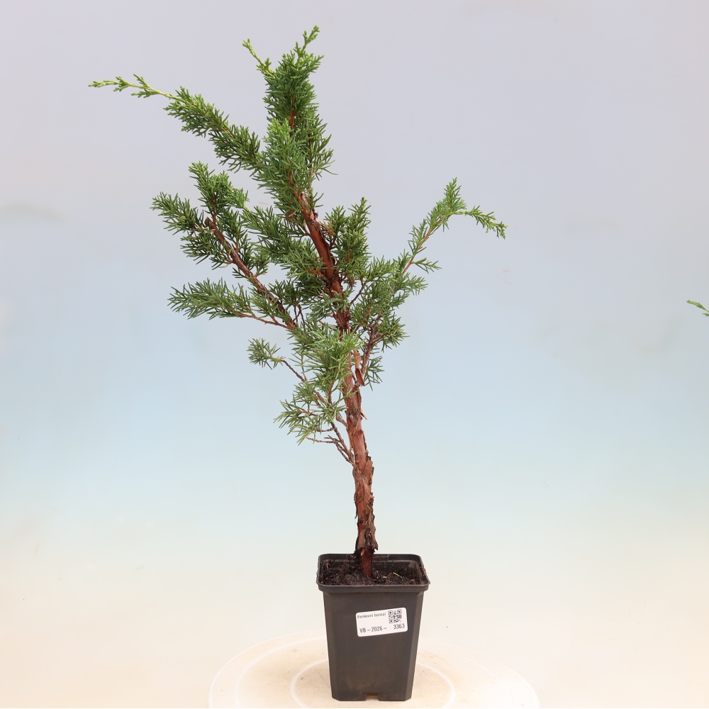Vonkajší bonsaj - Juniperus chinensis Kishu