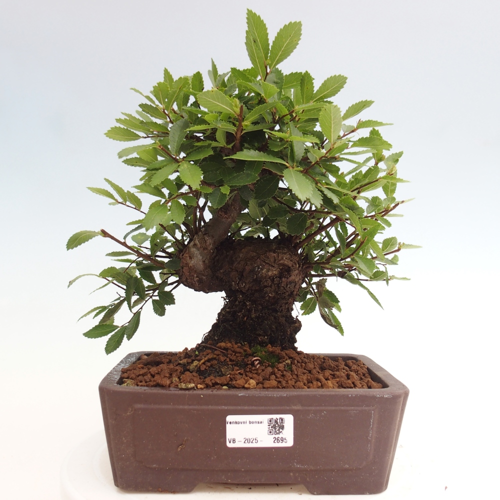 Vonkajšie bonsai - Zelkova - Zelkova Nirom