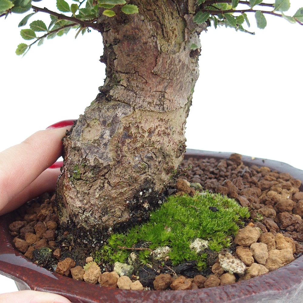 Vonkajší bonsai - Ulmus parvifolia Hokkaido - brest Čínsky