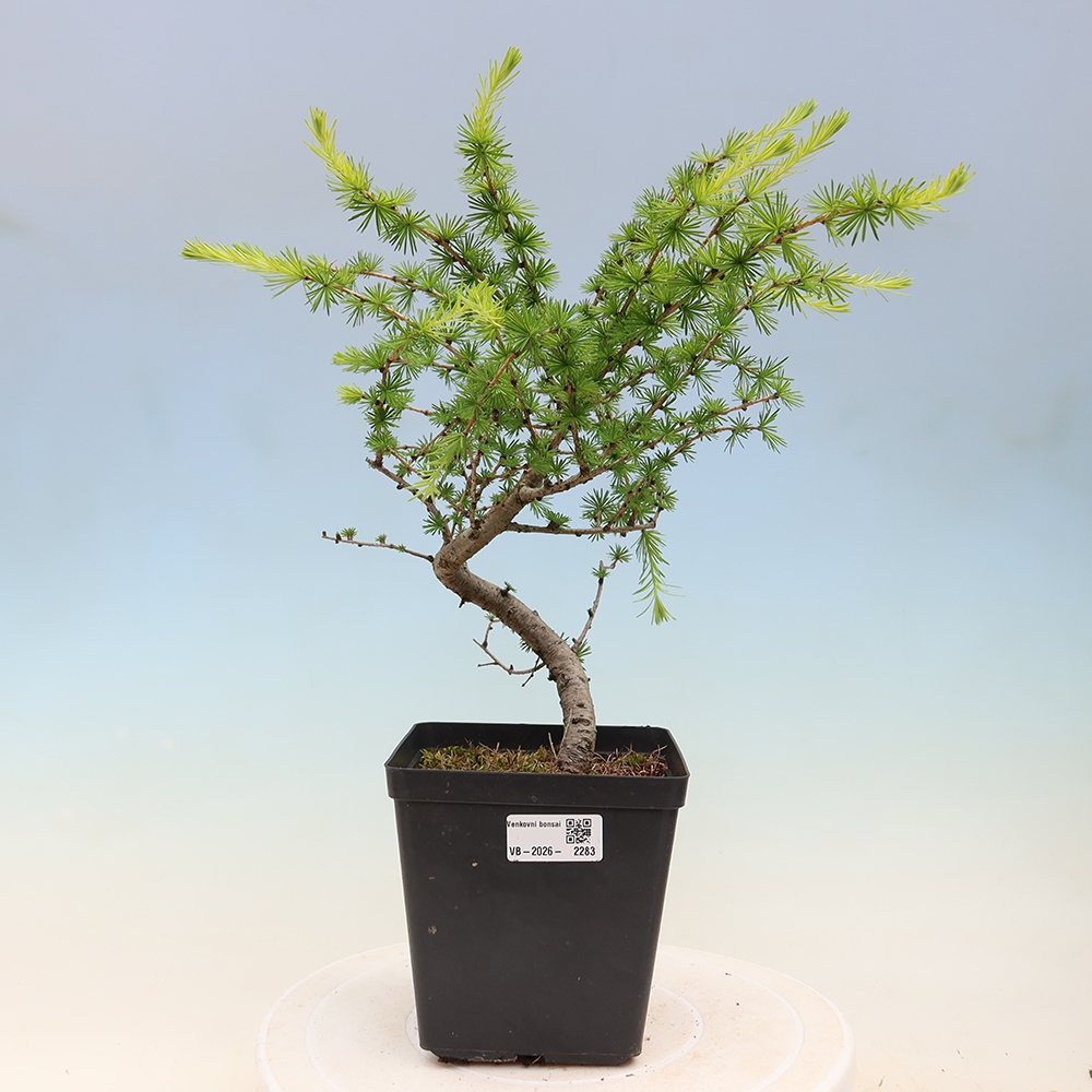 Vonkajšie bonsaje -Larix decidua - Smrekovec