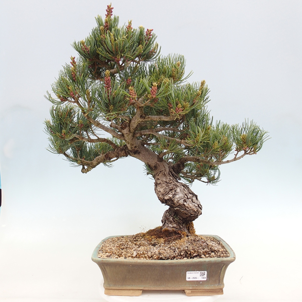 Vonkajšie bonsaje - Pinus parviflora - Pinus parviflora