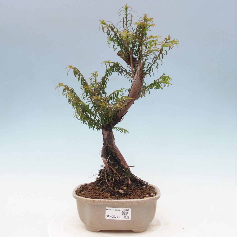 Vonkajšie bonsai - Metasequoia glyptostroboides - Metasekvoja Čínska