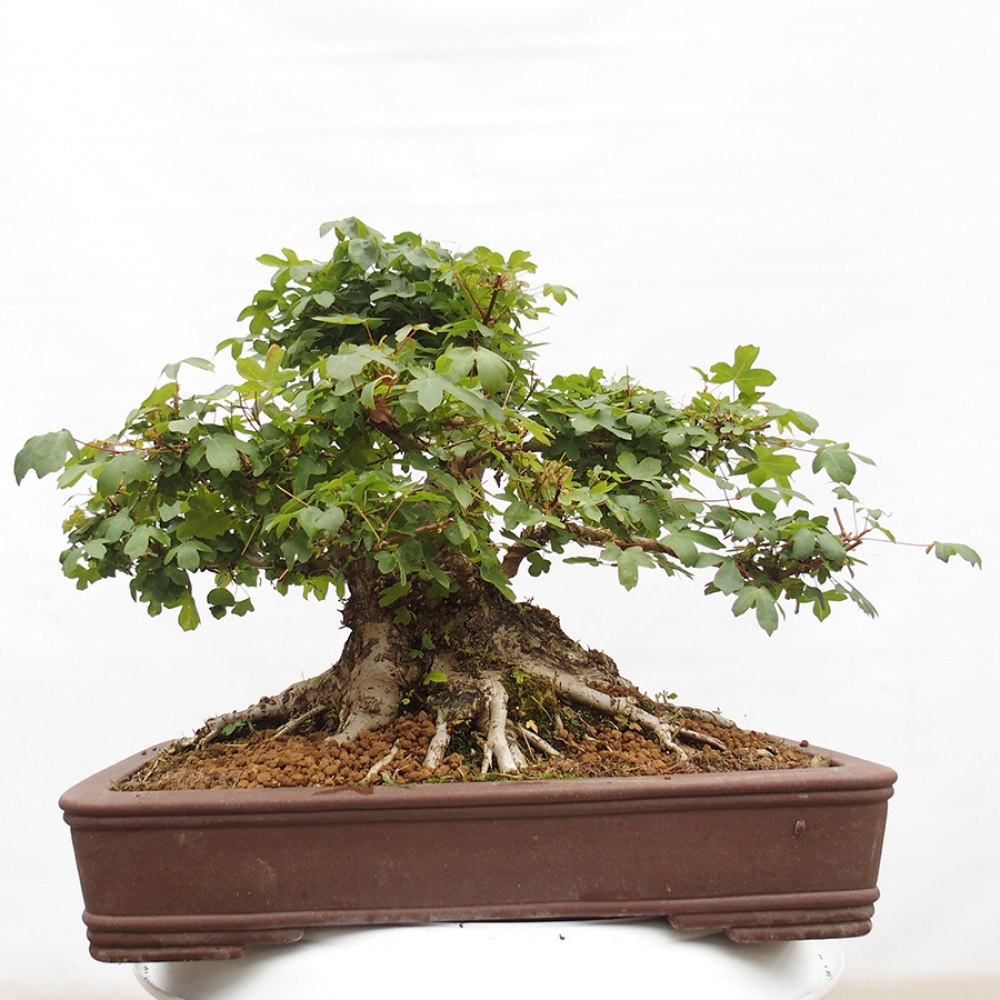 Vonkajší bonsai - Javor Francúzsky - Acer Nonspessulanum