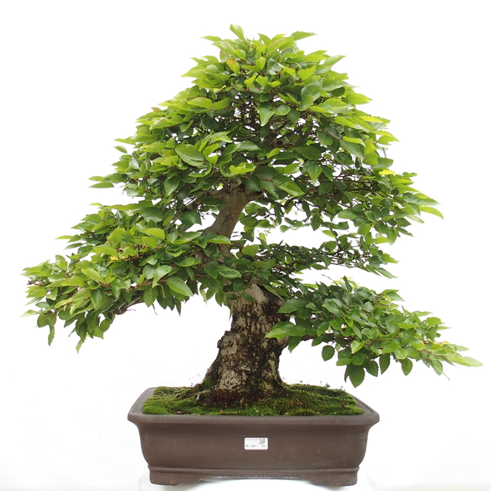 Vonkajší bonsai -Carpinus CARPINOIDES - Hrab kórejský