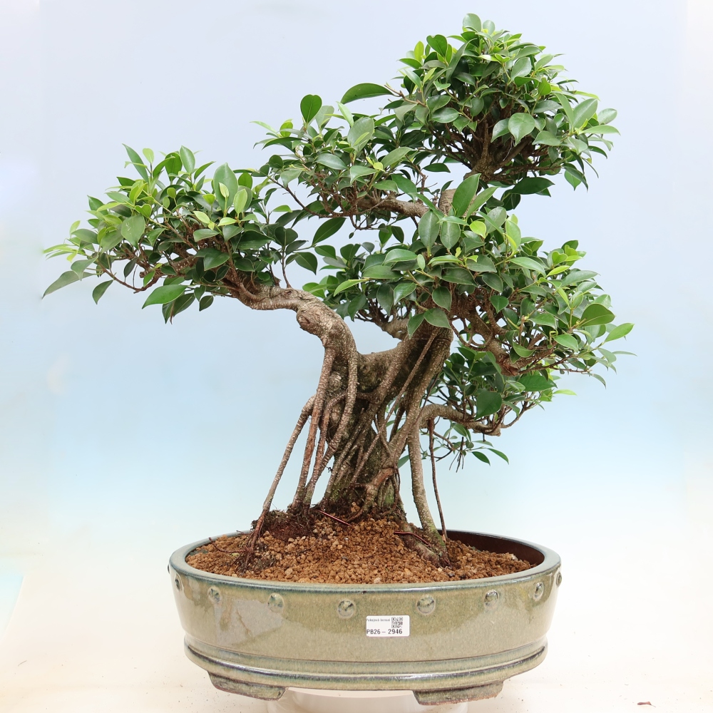 Izbové bonsaje - Ficus kimmen - drobnolistý fikus