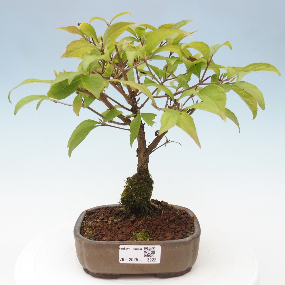 Vonkajšia bonsai - krásnoplodka - Callicarpa jap. Leucocarpa