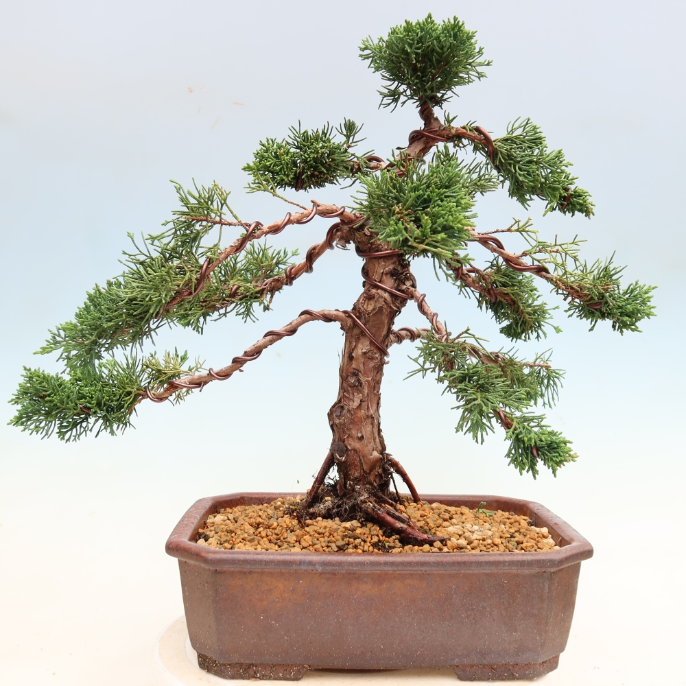 Vonkajší bonsaj - Juniperus chinensis Kishu