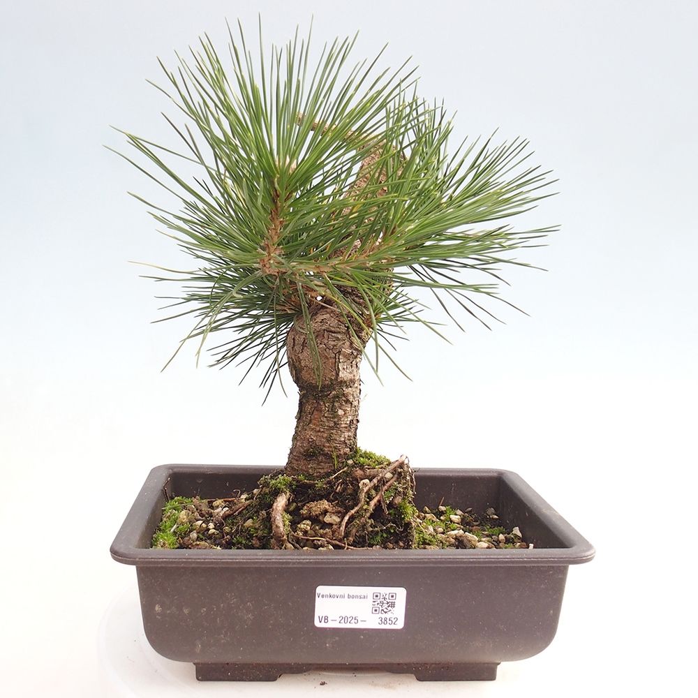 Vonkajšie bonsaje - Pinus thunbergii - borovica Thunbergova