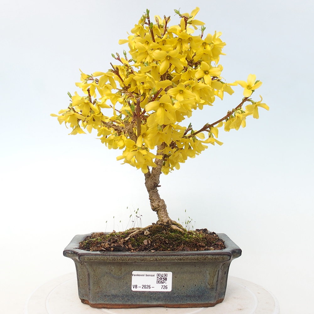 Vonkajší bonsai - Zlatice - Forsythia intermedia 