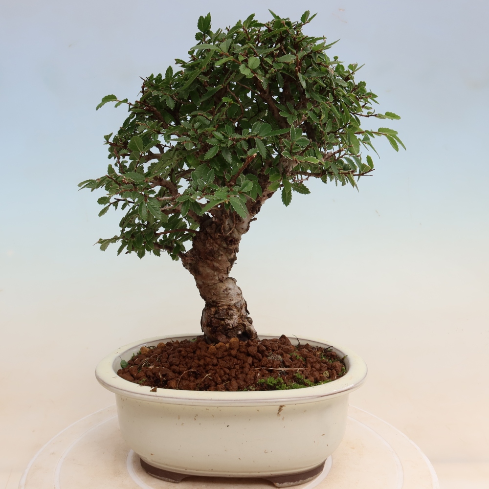 Vonkajšie bonsaje - Zelkova - Zelkova NIRE