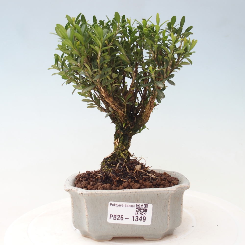 Izbové bonsaje - Buxus harlandii - korkový buxus