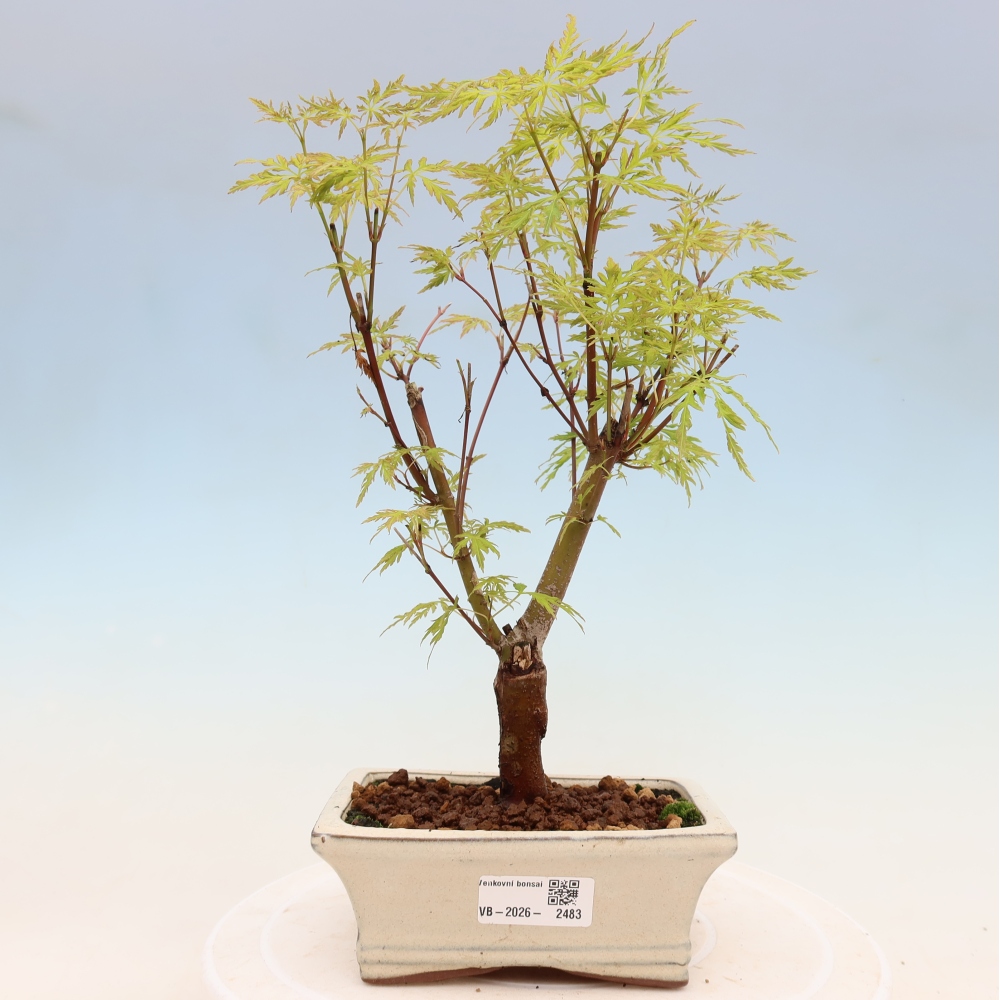 Vonkajší bonsai – Acer palmatum Dissectum – javor dlaňolistý 