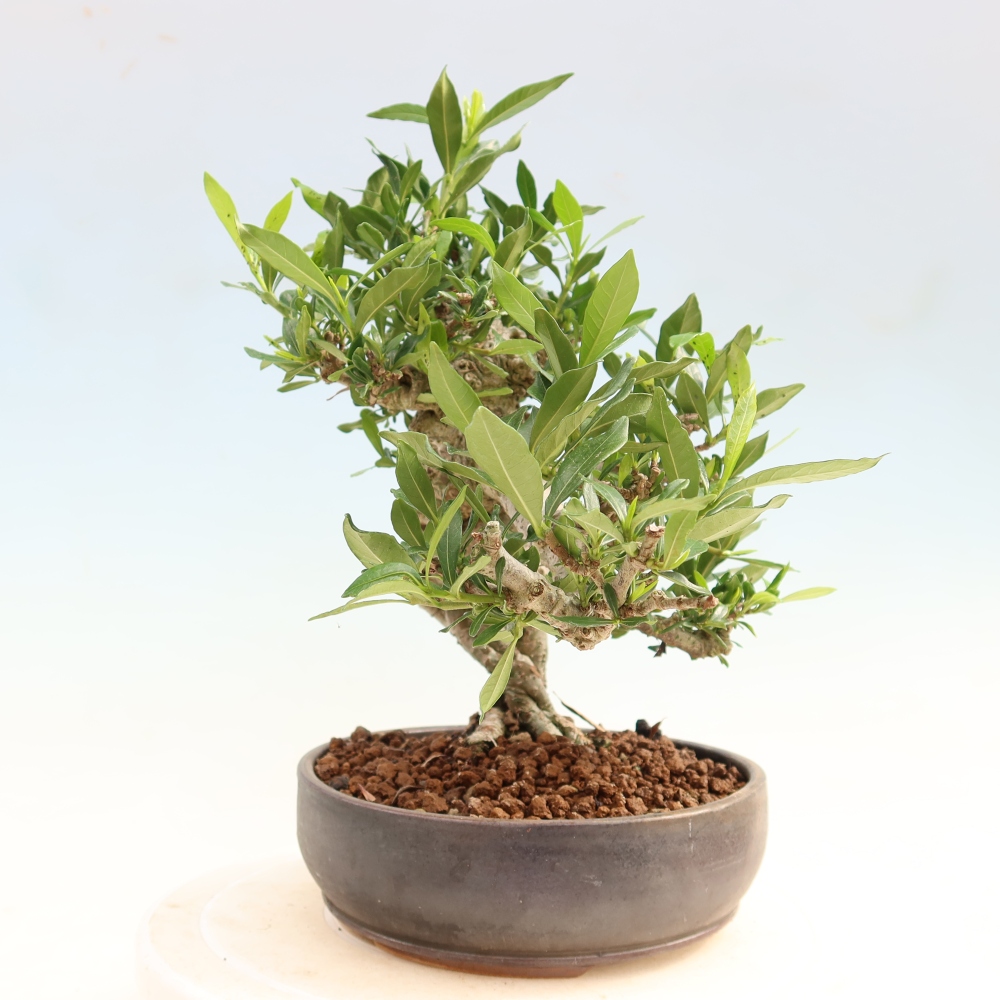 Izba bonsai – Gardenia jasminoides – gardénia