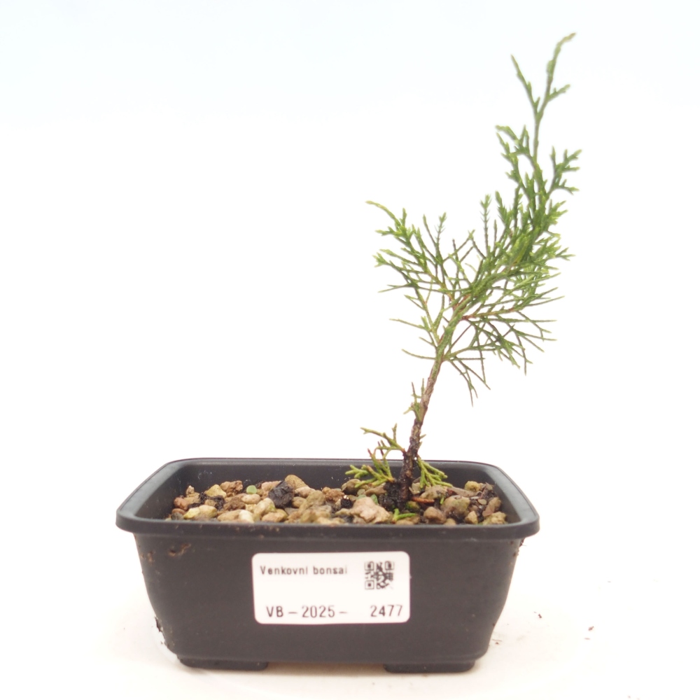 Vonkajší bonsai - Juniperus chinensis Itoigawa -Jalovec čínsky