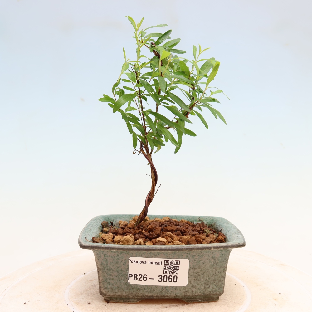 Izbový bonsaj-PUNICA granatum nana-Granátové jablko