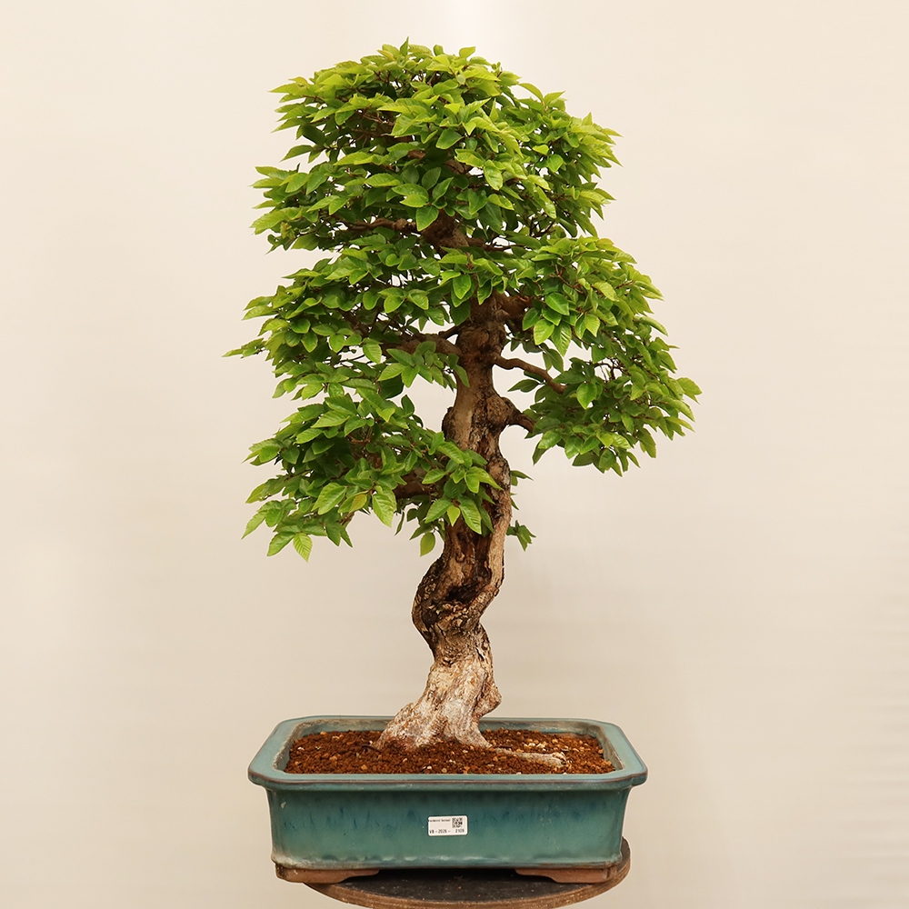 Vonkajší bonsai -Carpinus Coreana - Hrab kórejský