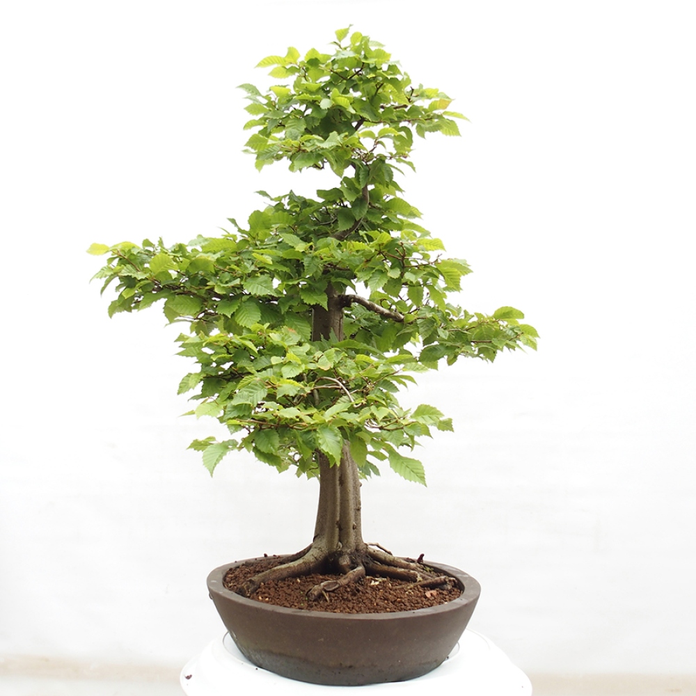 Vonkajší bonsai - Hrab obyčajný - Carpinus betulus