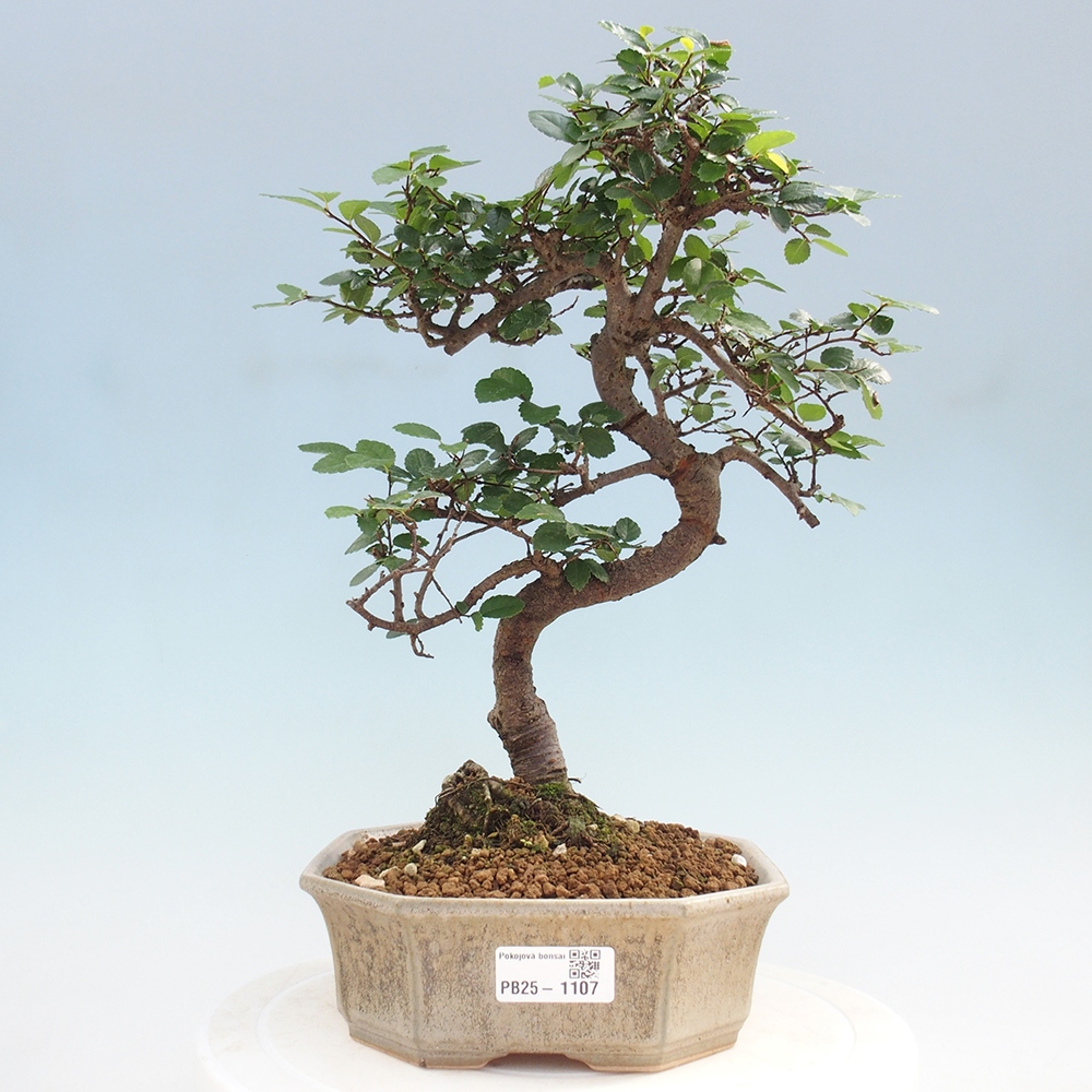 Izbová bonsai - Ulmus parvifolia - Malolistý brest