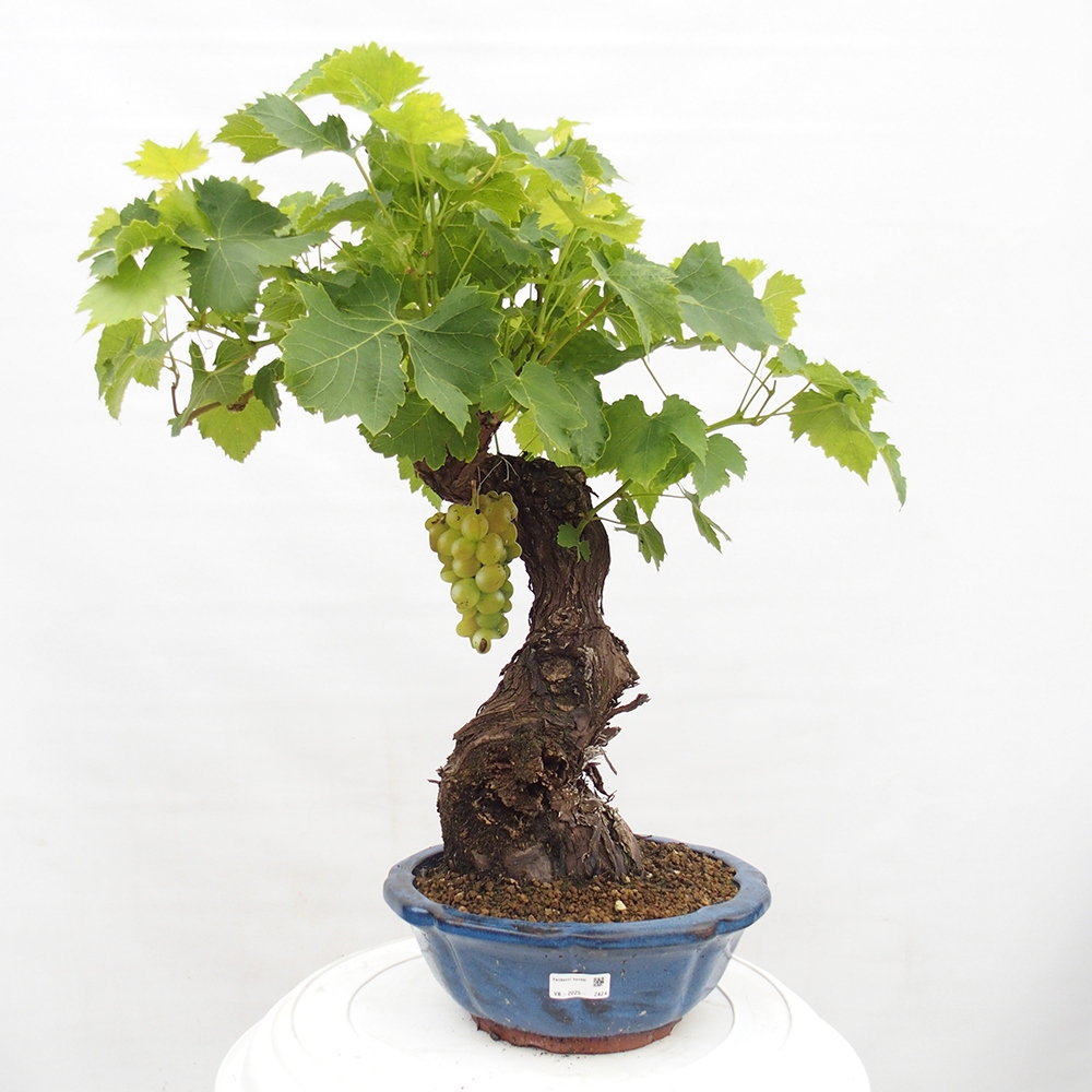 Vonkajší bonsai - Vitis vinnifera MUSKAT ITALIA  - Vínna réva
