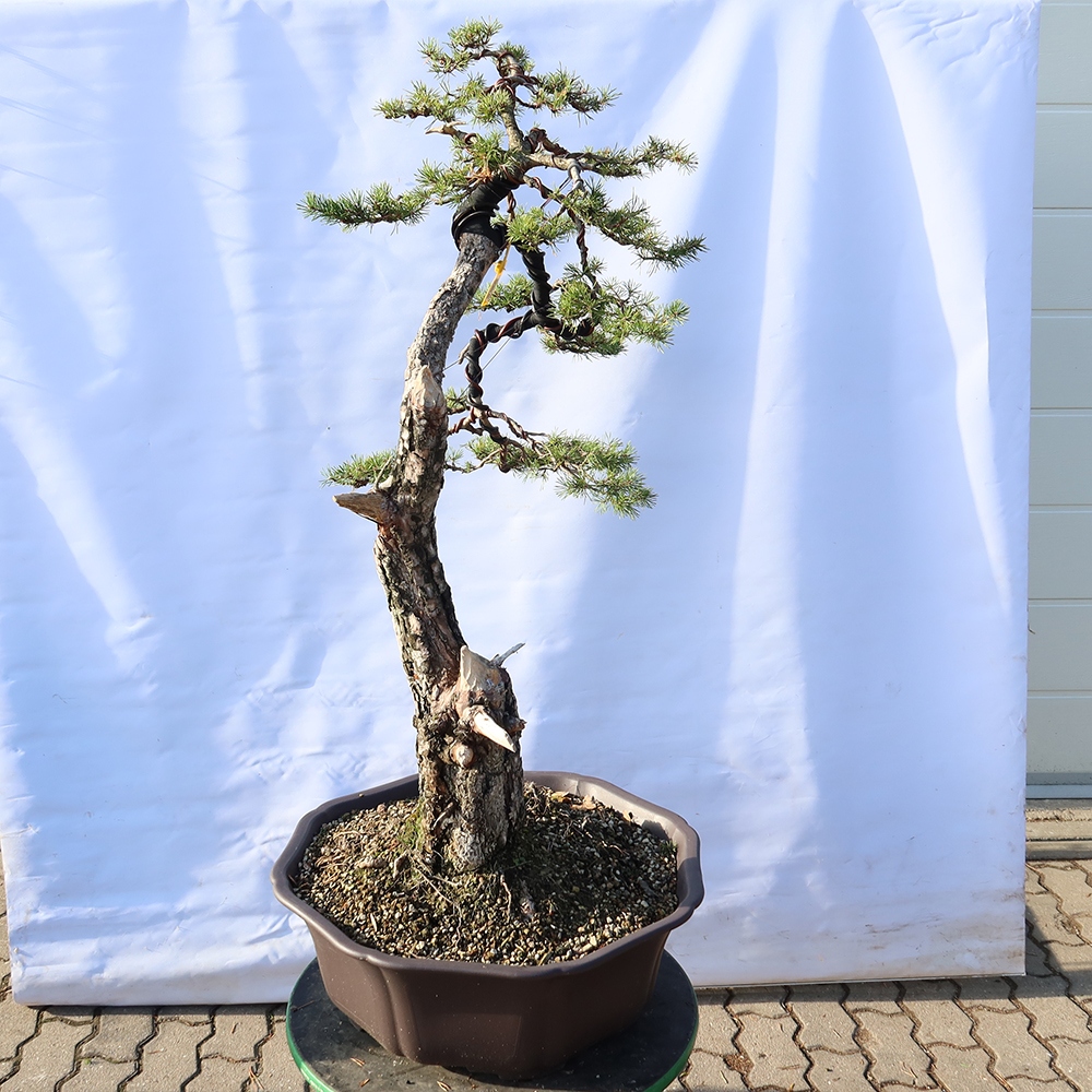 Pinus sylvestris Španielsko – borovica lesná