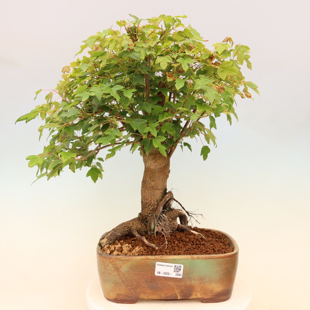 Vonkajšie bonsaje - Javor Burger - Acer Burgerianum
