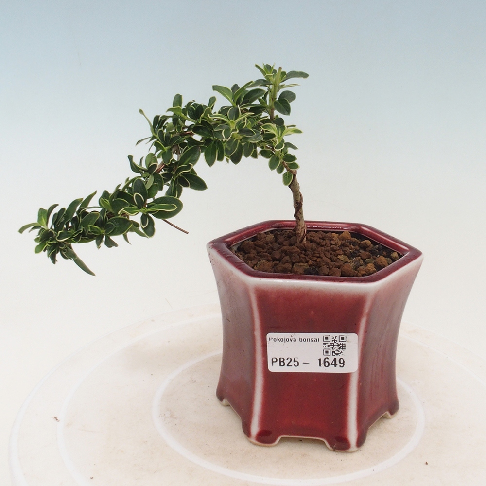 Izbová bonsai - Serissa foetida Variegata - Strom tisíce hviezd