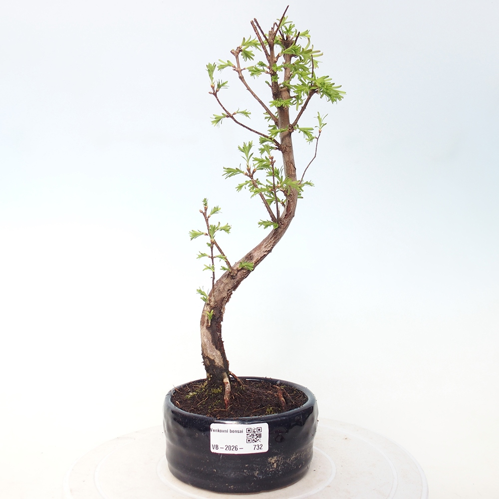 Vonkajšie bonsaje - Metasequoia glyptostroboides - čínska metasekvoja