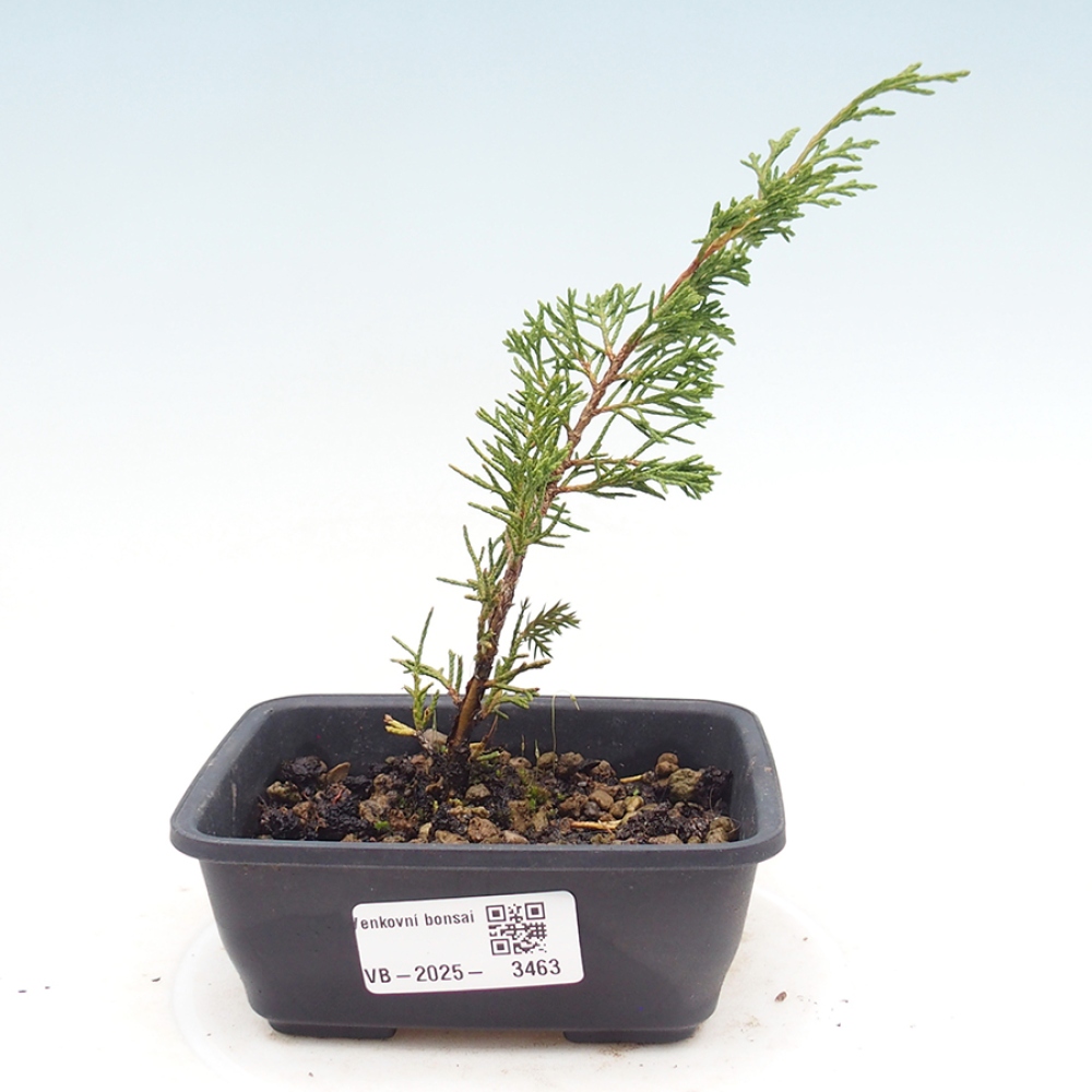 Vonkajší bonsaj - Juniperus chinensis Itoigawa