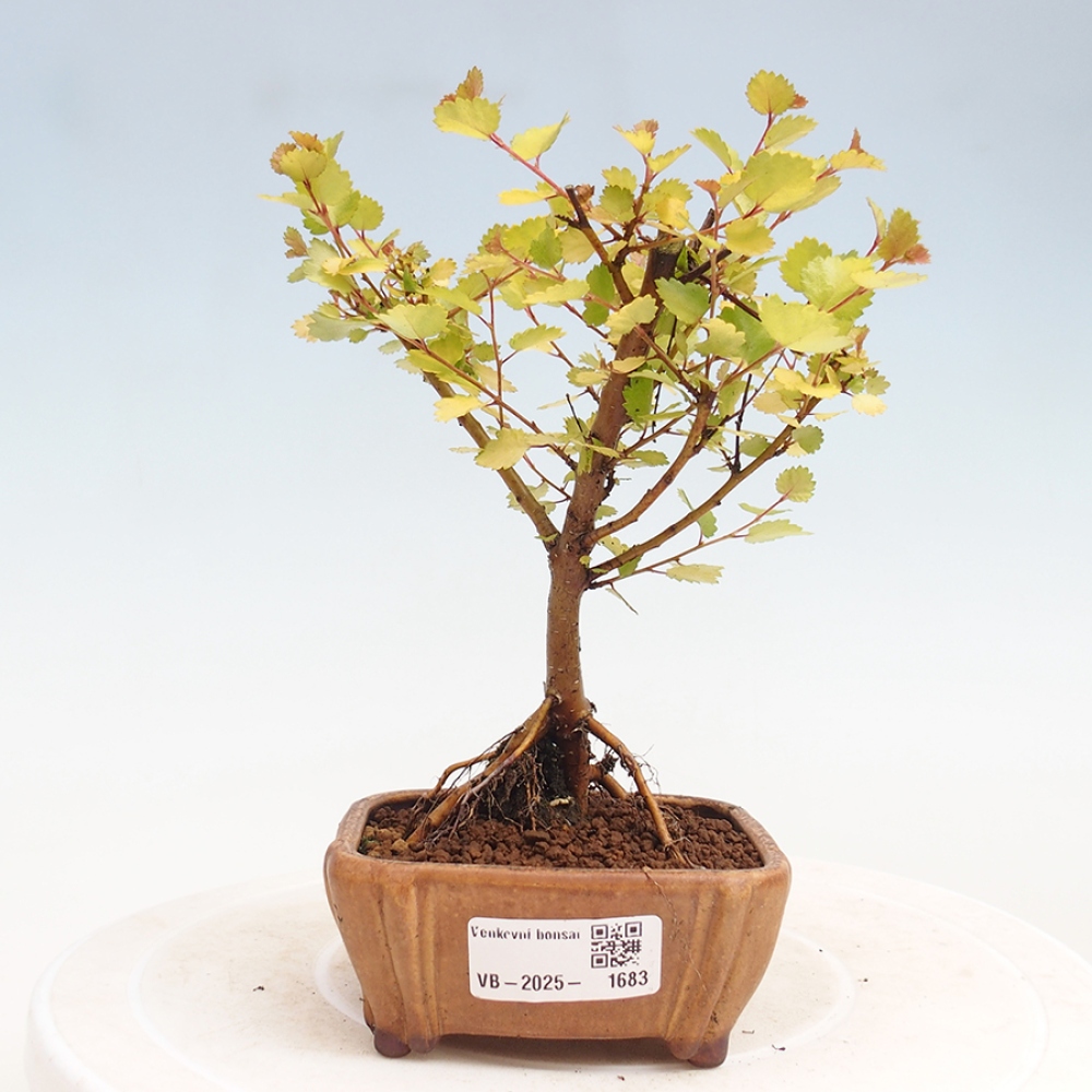 Vonkajší bonsai - breza trpasličí - Betula NANA Treasure
