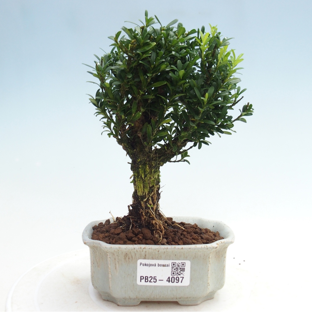 Izbové bonsaje - Buxus harlandii - korkový buxus