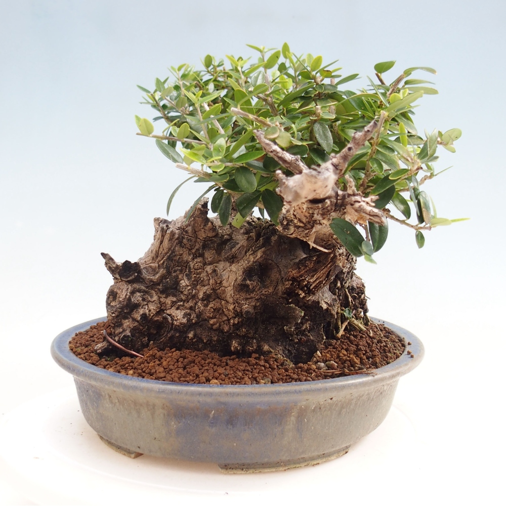 Izbová bonsai - Olea europaea sylvestris -Oliva evropská drobnolistá