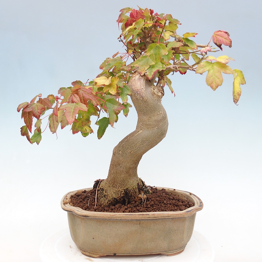 Vonkajšie bonsai - Javor Buergerianum - Javor Burgerův
