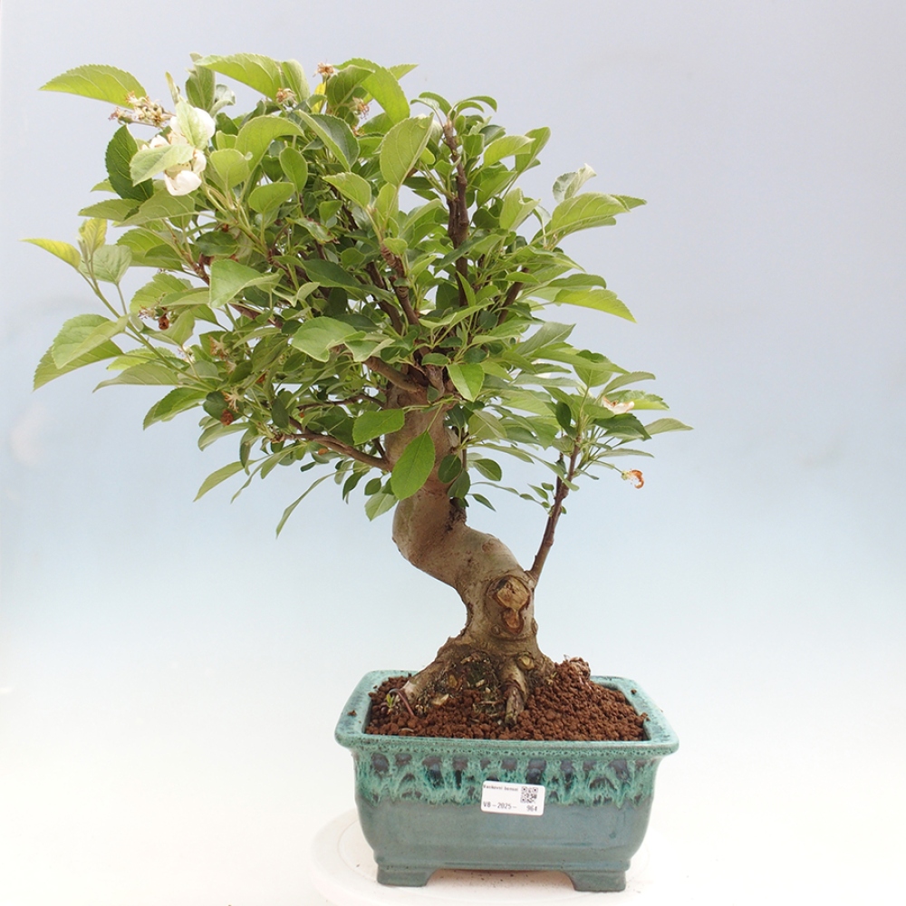 Vonkajší bonsai -Malus halliana - Maloplodá jabloň