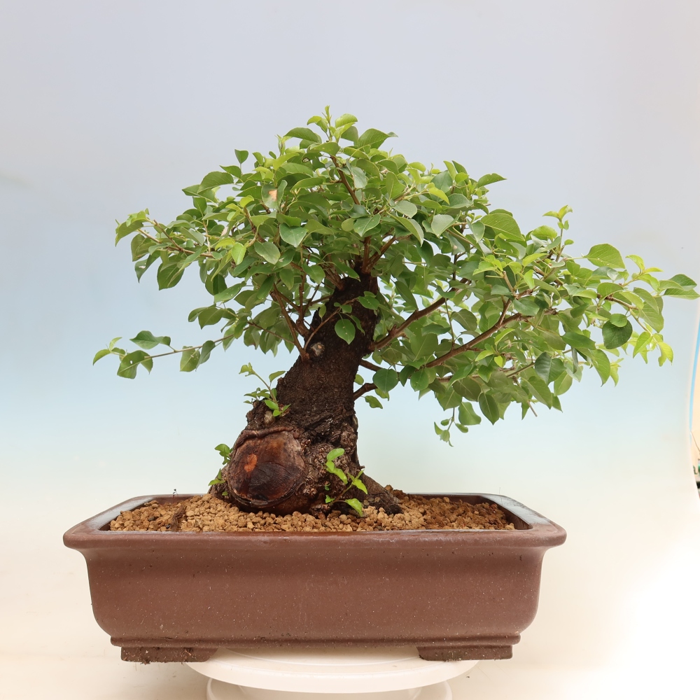 Vonkajší bonsai – Mahalebka – Prunus mahaleb