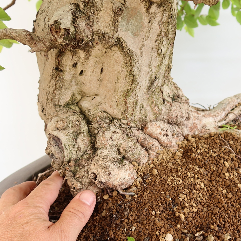 Vonkajší bonsai -Carpinus Coreana - Hrab kórejský