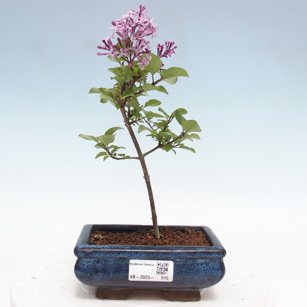 Vonkajší bonsai - Syringa Meyeri Palibin - Orgován Meyerov