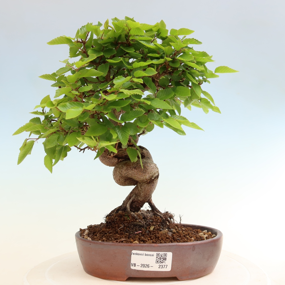 Vonkajší bonsaj -Carpinus coreana - Hrab kórejský