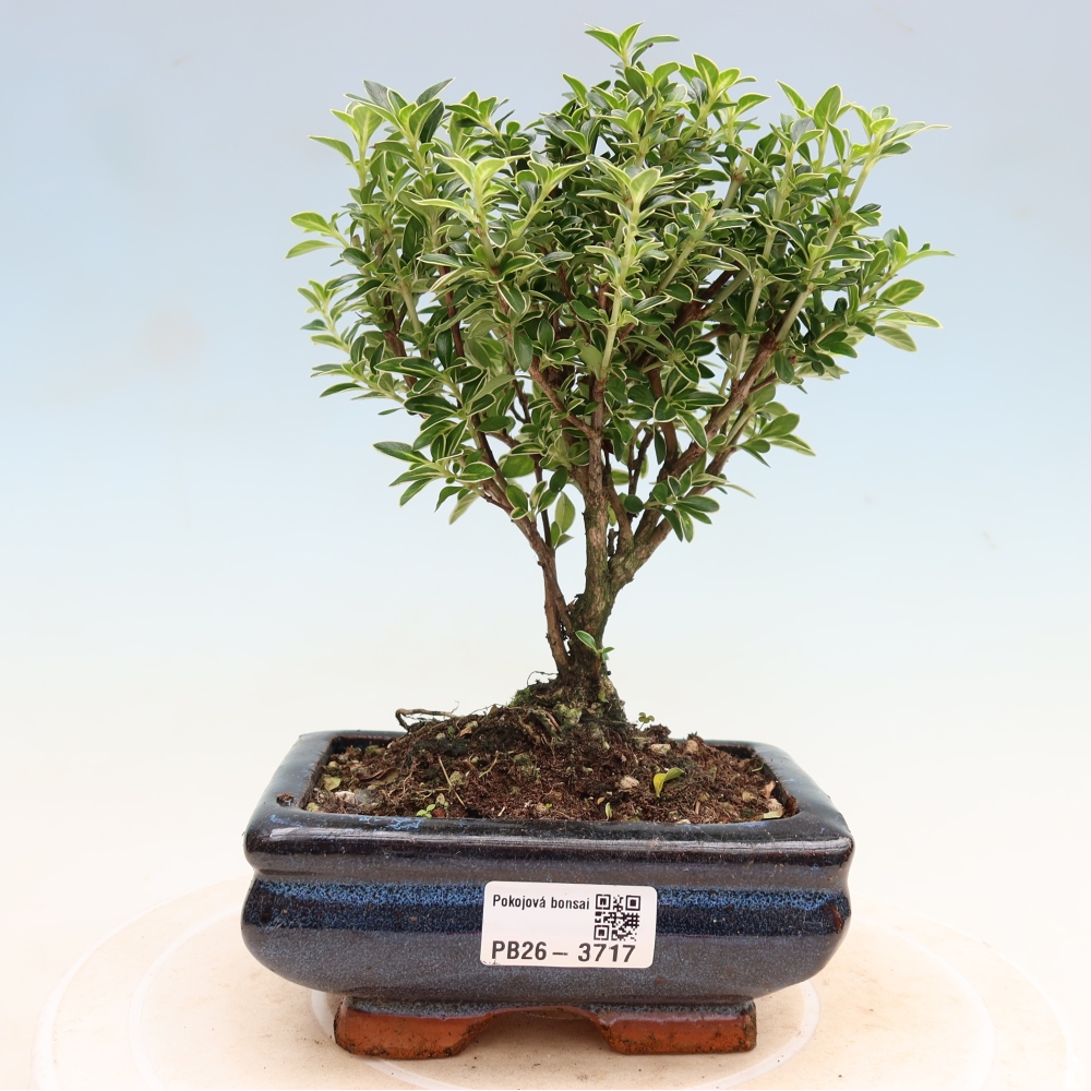 Izba bonsai – Serissa foetida Variegata – Strom tisíc hviezd