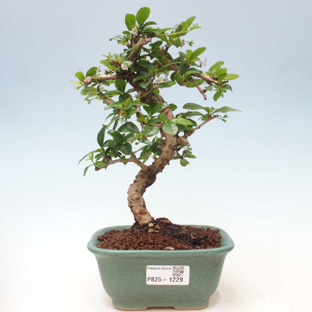 Izbová bonsai - Carmona macrophylla - Čaj fuki
