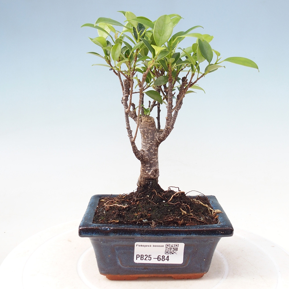 Izbová bonsai - Malolistý fikus - Ficus kimmen