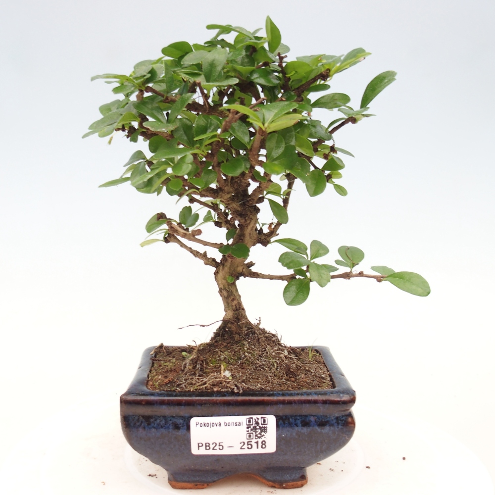Izbová bonsai - Carmona macrophylla - Čaj fuki