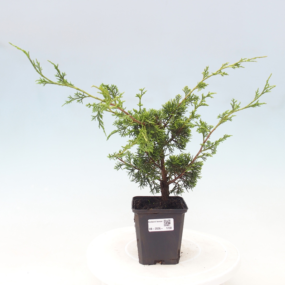 Vonkajší bonsaj - Juniperus chinensis Itoigawa
