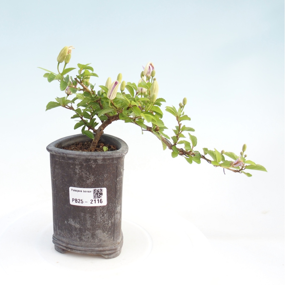 Izbová bonsai - Grewia occidentalis - Hviezdica levanduľová