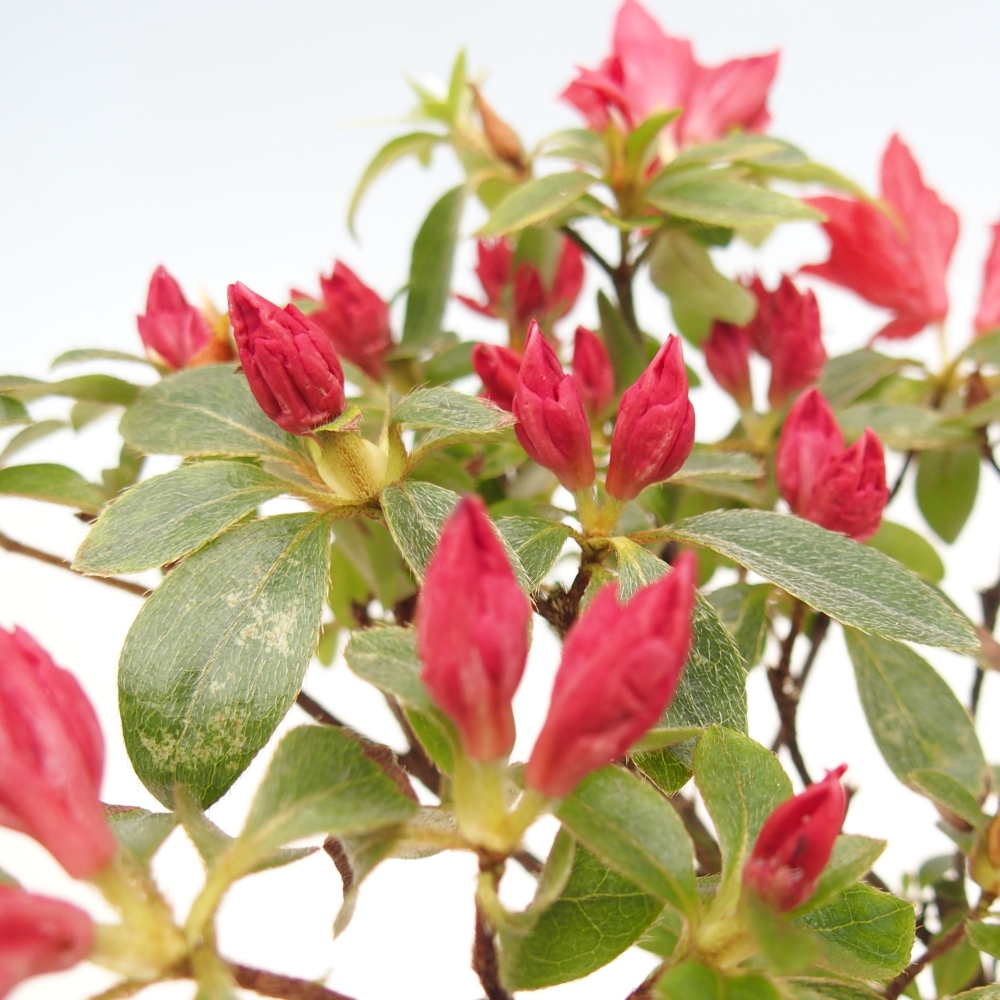 Vonkajšie bonsaje - Japonská azalka - Azalea sp.