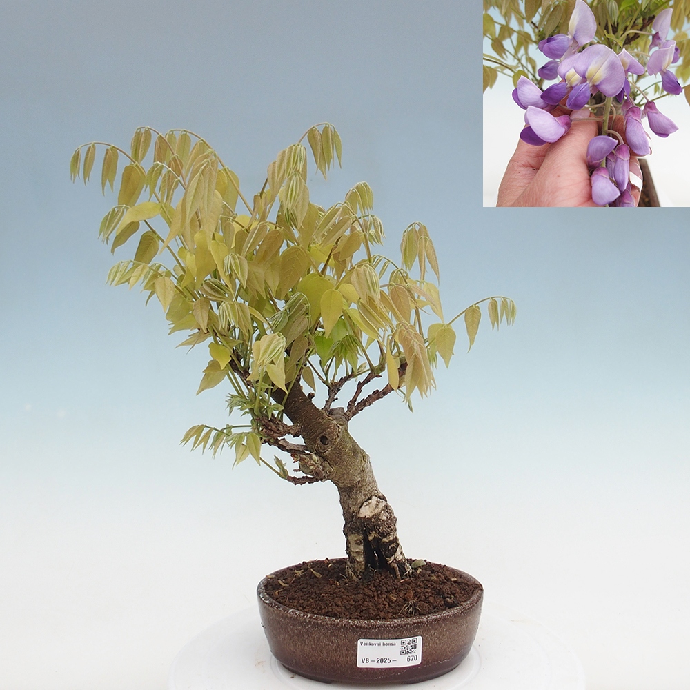 Vonkajšia bonsai - Vistarie kvetnatá - Wisteria floribunda