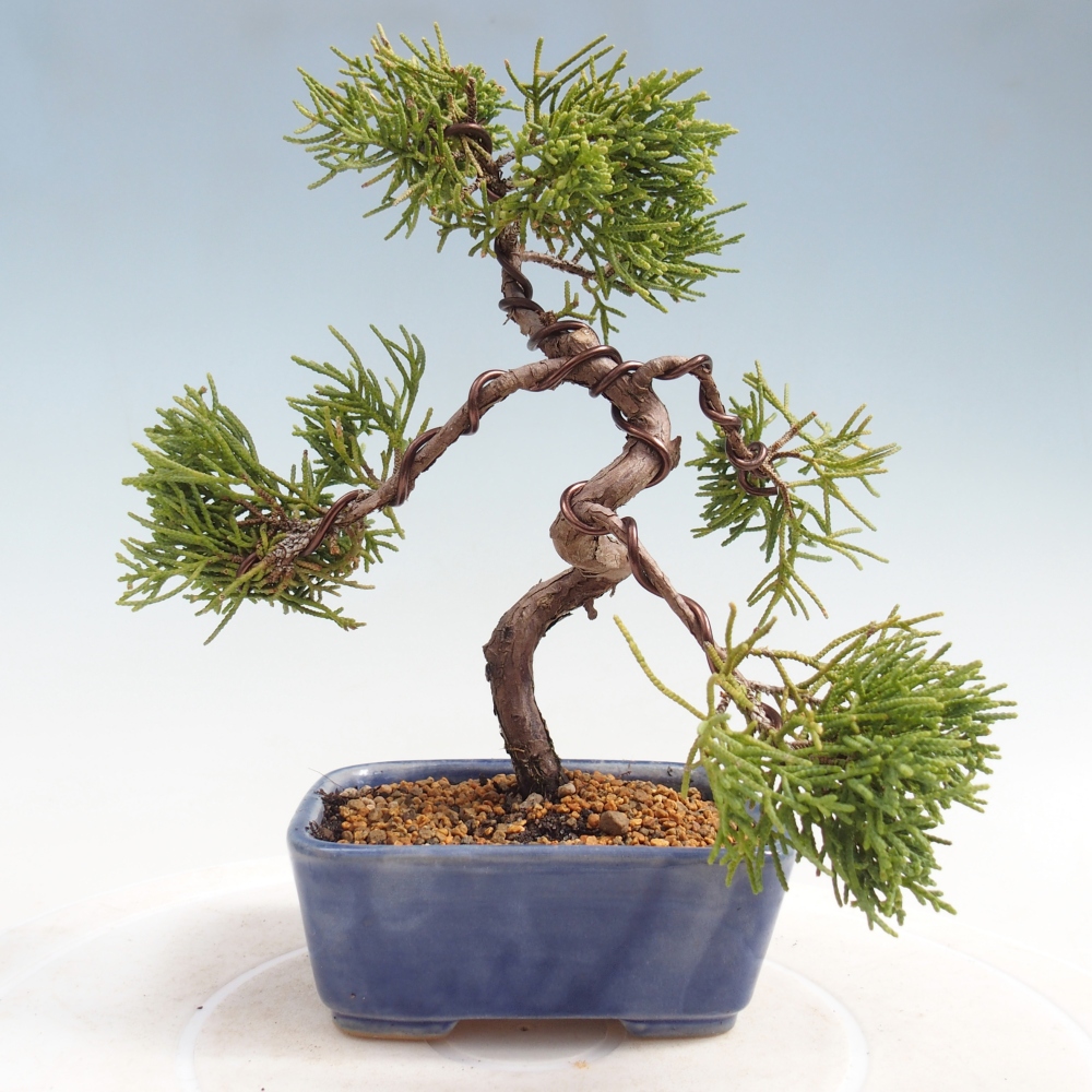Vonkajší bonsaj - Juniperus chinensis Kishu