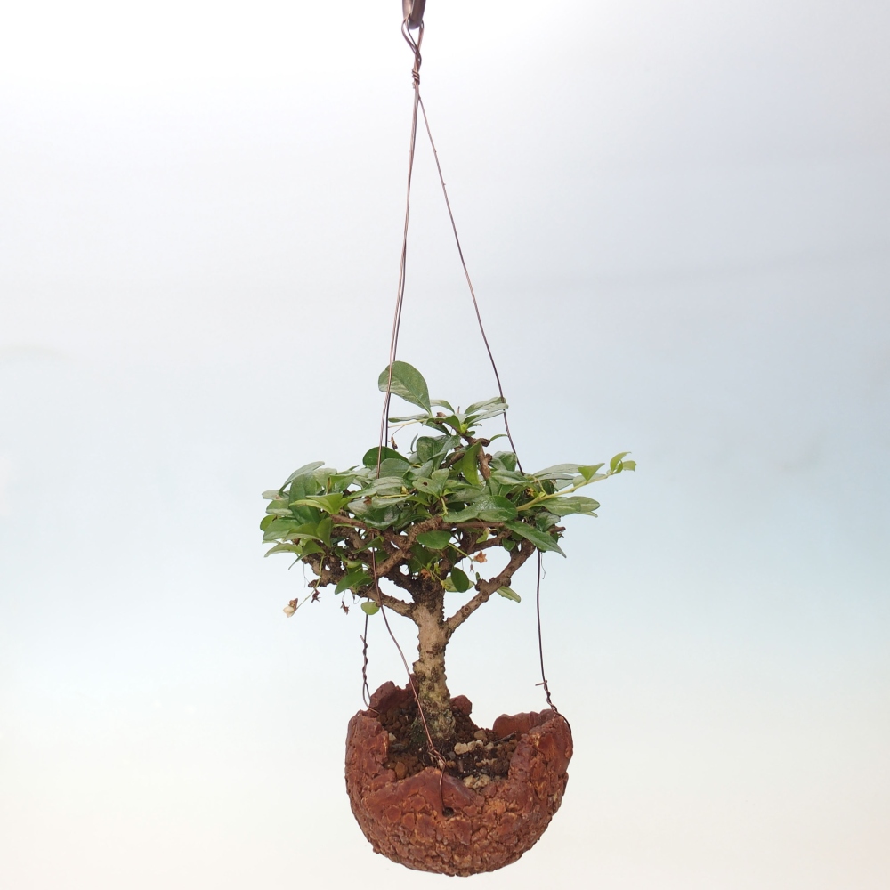 Kokedama v keramike - Čaj-fuki - Carmona macrophylla